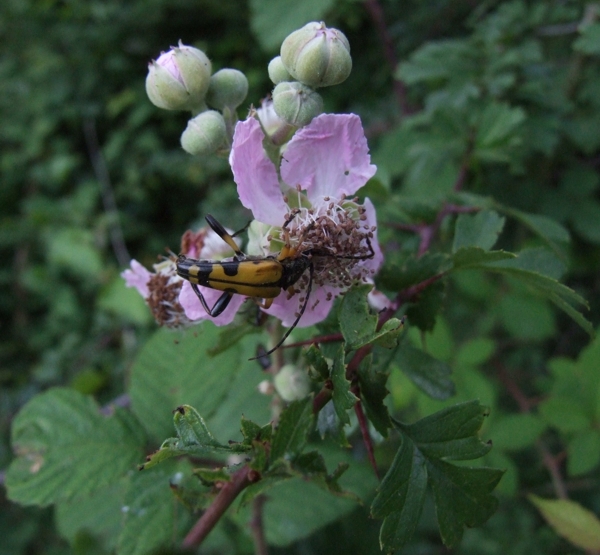 Rutpela maculata